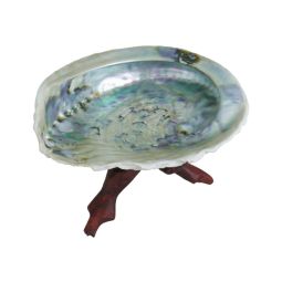 Abalone Muschel 12-14cm mit Kobra Holzdreifuß 15cm