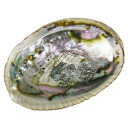 Abalone Regenbogenmuschel (Paua) 11-13cm Räuchergefäß