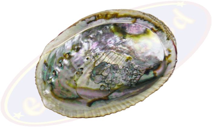 Abalone Regenbogenmuschel (Paua) 11-13cm Räuchergefäß