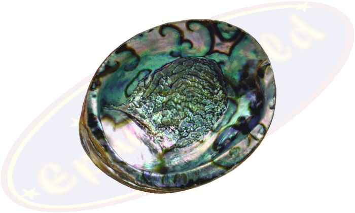 Abalone Regenbogenmuschel groß 16-18cm Räuchergefäß