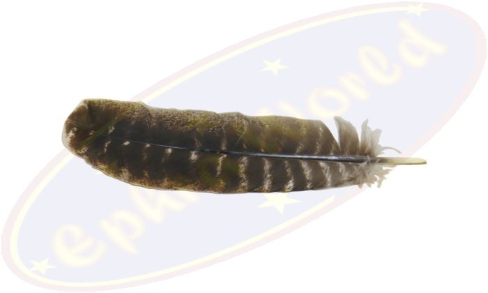 Feder dunkelbraun 28-33cm