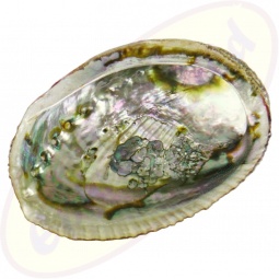 Abalone Regenbogenmuschel (Paua) 12-14cm Räuchergefäß