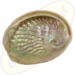 Abalone Regenbogenmuschel groß 15-17cm Räuchergefäß