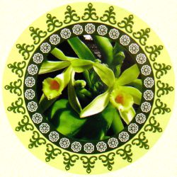 Ayurvedic Vanilla Masala R&auml;ucherst&auml;bchen