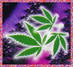 bic Brand Purple Haze indische Räucherstäbchen
