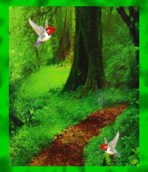 Darshan Forest R&auml;ucherst&auml;bchen