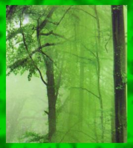 Green Tree Fragrance Oil Mother Earth