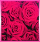 Ppure Nag Champa Rose Masala R&auml;ucherst&auml;bchen