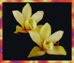 Ppure Nag Champa Vanilla Masala R&auml;ucherst&auml;bchen