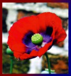 Graden Fresh Schwarzer Mohn Premium Masala R&auml;ucherst&auml;bchen