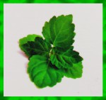 Graden Fresh Pure Patchouli Premium Masala R&auml;ucherst&auml;bchen