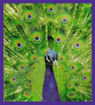 Nikhil&acute;s Ananda Premium Masala Incense Sticks