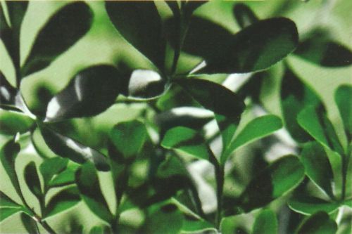 Premium Masala R&auml;ucherst&auml;bchen Goloka Natural Arruda Rue