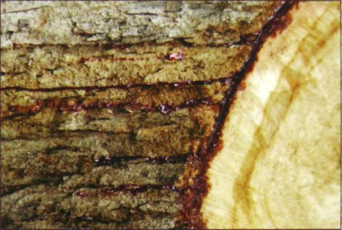 Premium Masala R&auml;ucherst&auml;bchen Goloka Natural Dragon Blood