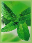 GR International ool Mint Räucherstäbchen