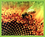 GR International Honey Mint Räucherstäbchen