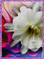 Night Queen R&auml;ucherst&auml;bchen GR International