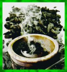 Green Tree Styrax Flora R&auml;ucherst&auml;bchen