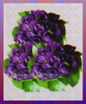 Hari Darshan Violet R&auml;ucherst&auml;bchen