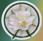 HEM Aroma Oil Mystic Night Queen/K&ouml;nigin der Nacht