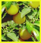 HEM Bergamot R&auml;ucherst&auml;bchen