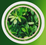 HEM Aroma Oil Mystic SHEM Aroma Oil Mystic Rue/Arruda/Weinraute