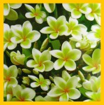 HEM Frangipani R&auml;ucherst&auml;bchen