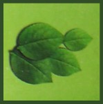 HEM Heena R&auml;ucherst&auml;bchen