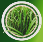 HEM Aroma Oil Mystic Citronella