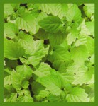 HEM Precious Patchouli R&auml;ucherst&auml;bchen