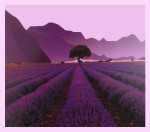 Himalaya Incense English Lavender Wellness Series Masala R&auml;ucherst&auml;bchen