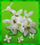 Flute Osmanthus (Duftbl&uuml;ten) R&auml;ucherst&auml;bchen