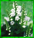 Flute White Sage Flowers  R&auml;ucherst&auml;bchen