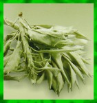 Flute White Sage Leaves R&auml;ucherst&auml;bchen