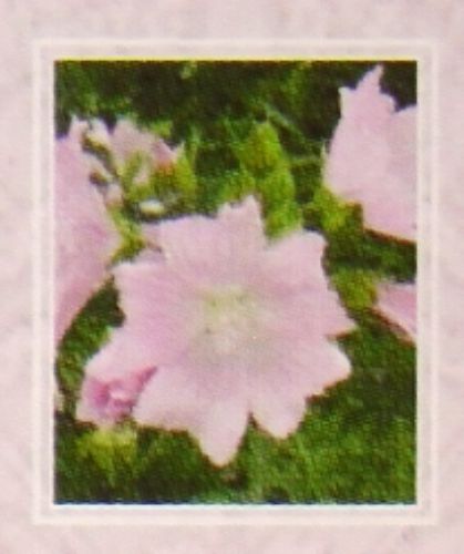 Nandita Patchouli Musk indisches Parf&uuml;m