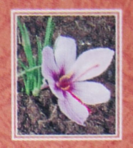 Nandita Patchouli Saffron indisches Parf&uuml;m