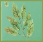 Namaste India Earth Inspired Smudge R&auml;ucherst&auml;bchen Palo Santo & Laurel