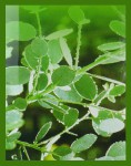 SAC Eukalyptus Räucherstäbchen