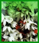 SAC Jasmine Räucherstäbchen