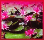 SAC Lotus R&auml;ucherst&auml;bchen