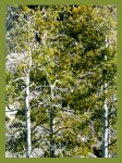SAC Pine Räucherstäbchen