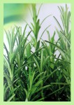 SAC Rosemary Räucherstäbchen