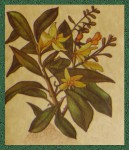 Sagrada Madre Patagonia Palmarosa Smudge R&auml;ucherst&auml;bchen