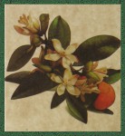 Sagrada Madre Patagonia Neroli Smudge R&auml;ucherst&auml;bchen