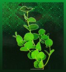 Satya LLP Eucalyptus Dry Masala R&auml;ucherst&auml;bchen