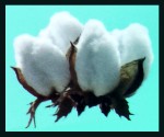 Saules Festes Shampoo Cotton Softness 60g