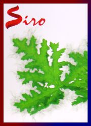 Siro Citronella R&auml;ucherst&auml;bchen