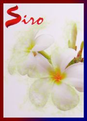 Siro Frangipani R&auml;ucherst&auml;bchen