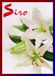 Siro Garden Lilly R&auml;ucherst&auml;bchen