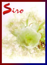 Siro Night Bloom R&auml;ucherst&auml;bchen